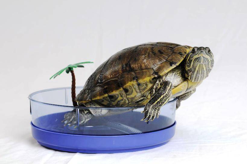 Сколько может не есть черепаха (красноухая и сухопутная), как долго они проживут без еды в домашних условиях