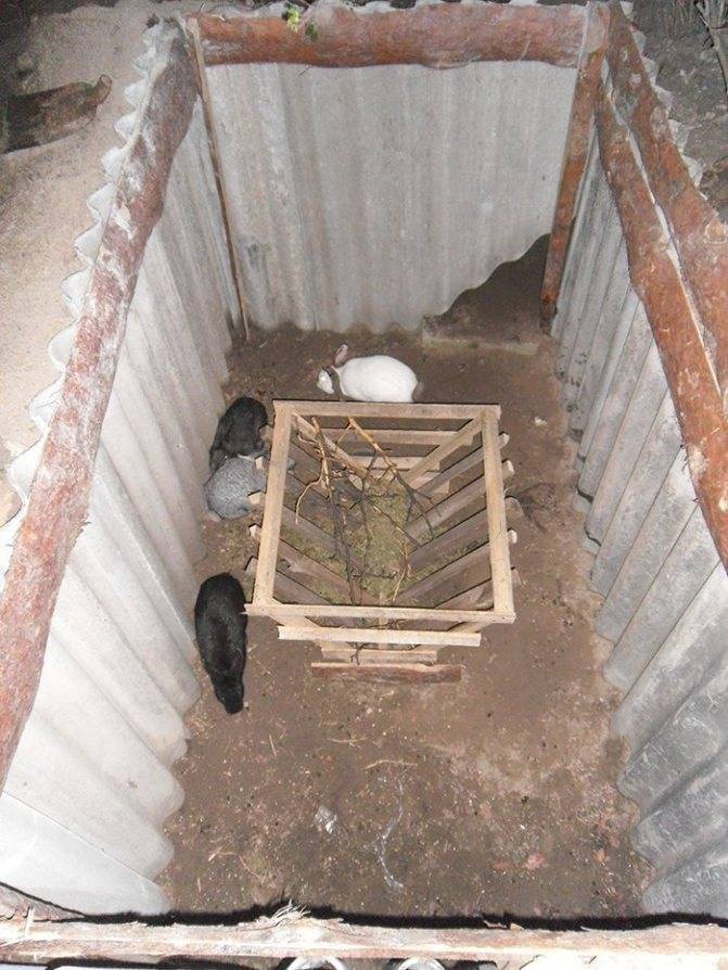 Разведение кроликов в яме — лучший способ увеличить их популяцию