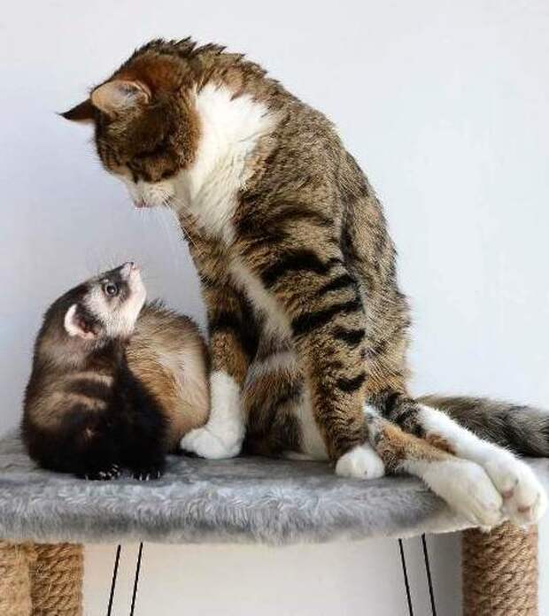Хорек и кошка в домашних условиях
