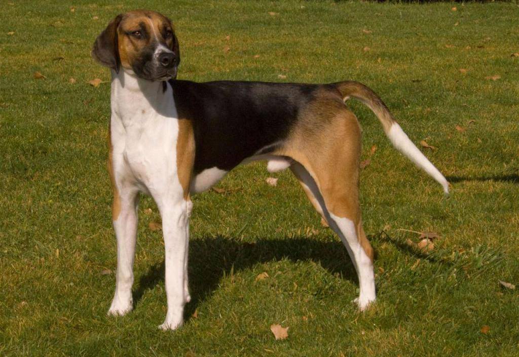Порода собаки бигль-харьер: характеристики, фото, характер, правила ухода и содержания