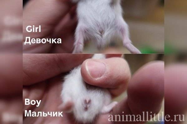 Как отличить хомяка мальчика от девочки — домашнего джунгарика, сирийского, маленького, новорожденного, взрослого: правила. как определить пол хомяка: схема, фото, видео