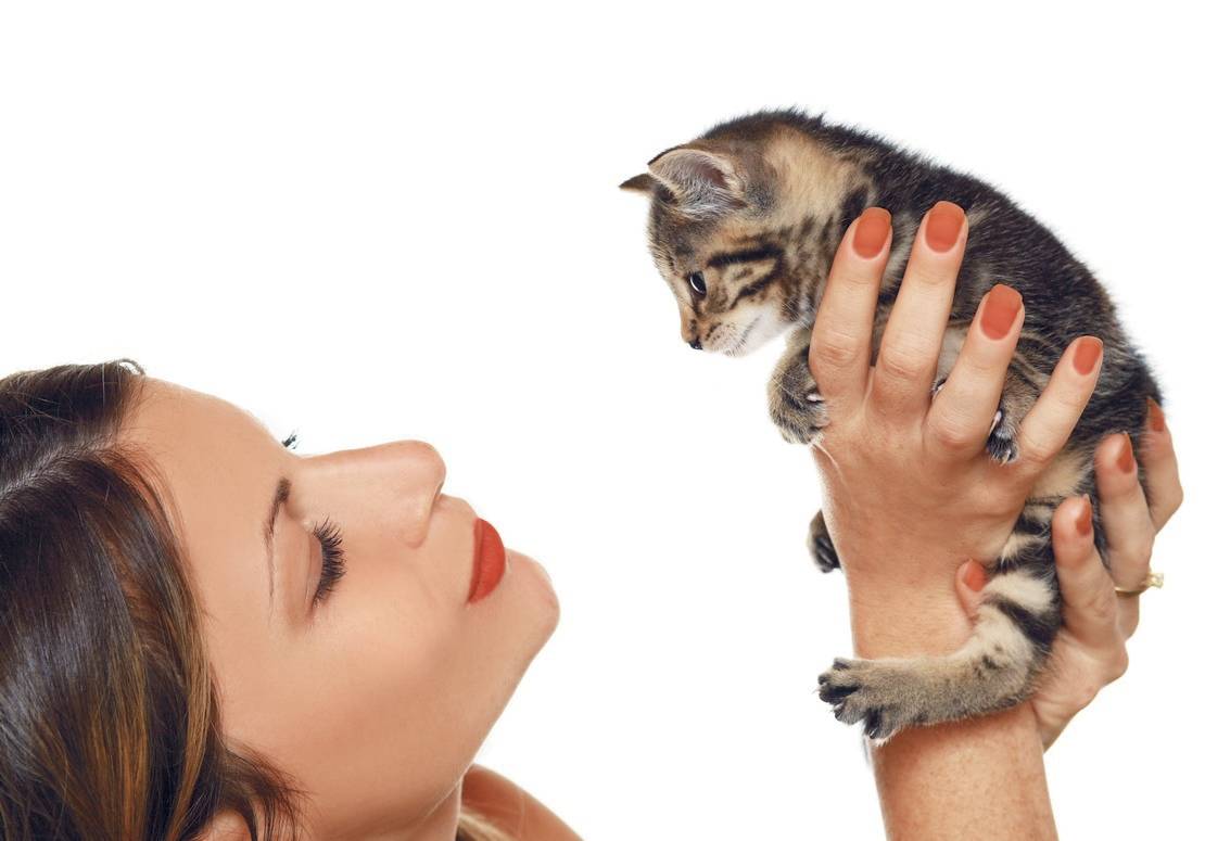 Как воспитать котенка послушным и ласковым