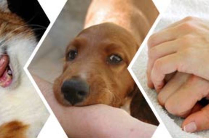 Как отучить собаку кусать руку: почему они кусаются, как реагировать, советы специалистов