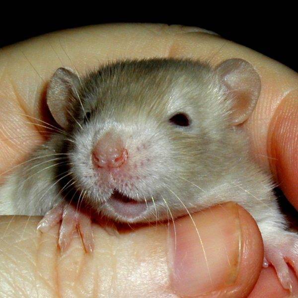 Домашняя крыса: беременность и роды