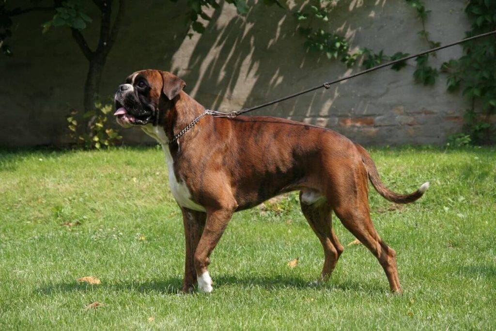 Собака боксёр (немецкий): описание и фото породы