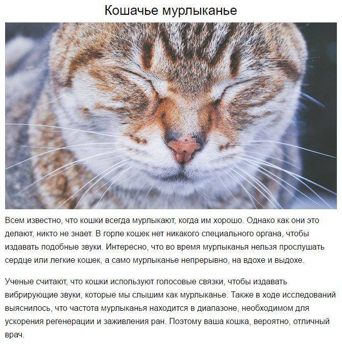 ᐉ кот или кошка плачет: умеют ли, могут ли, почему плачут и как - kcc-zoo.ru