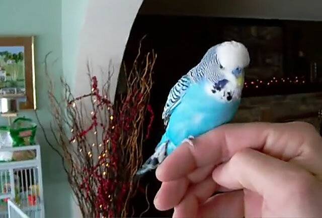 Способы приручения волнистого попугая к рукам