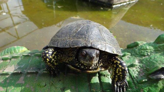 Содержание болотных черепах
