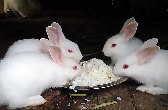 Сколько живет кролик в домашних условиях: срок жизни разных пород животных