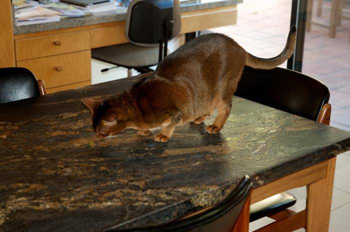Как кошку или кота отучить прыгать и лазить по столам – 8 способов