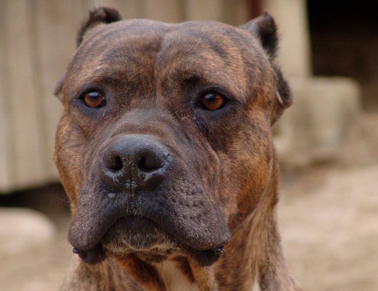 Алано собака описание породы — сайт эксперта по животным