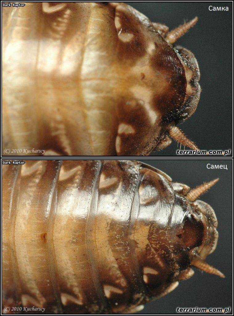 Мадагаскарский таракан фото, видео. вид: gromphadorhina portentosa (schaum, 1853) = мадагаскарский (шипячий) таракан. таракан.содержание, разведение, кормление.отряд: blattoptera = таракановые, тараканы. класс насекомые - insecta