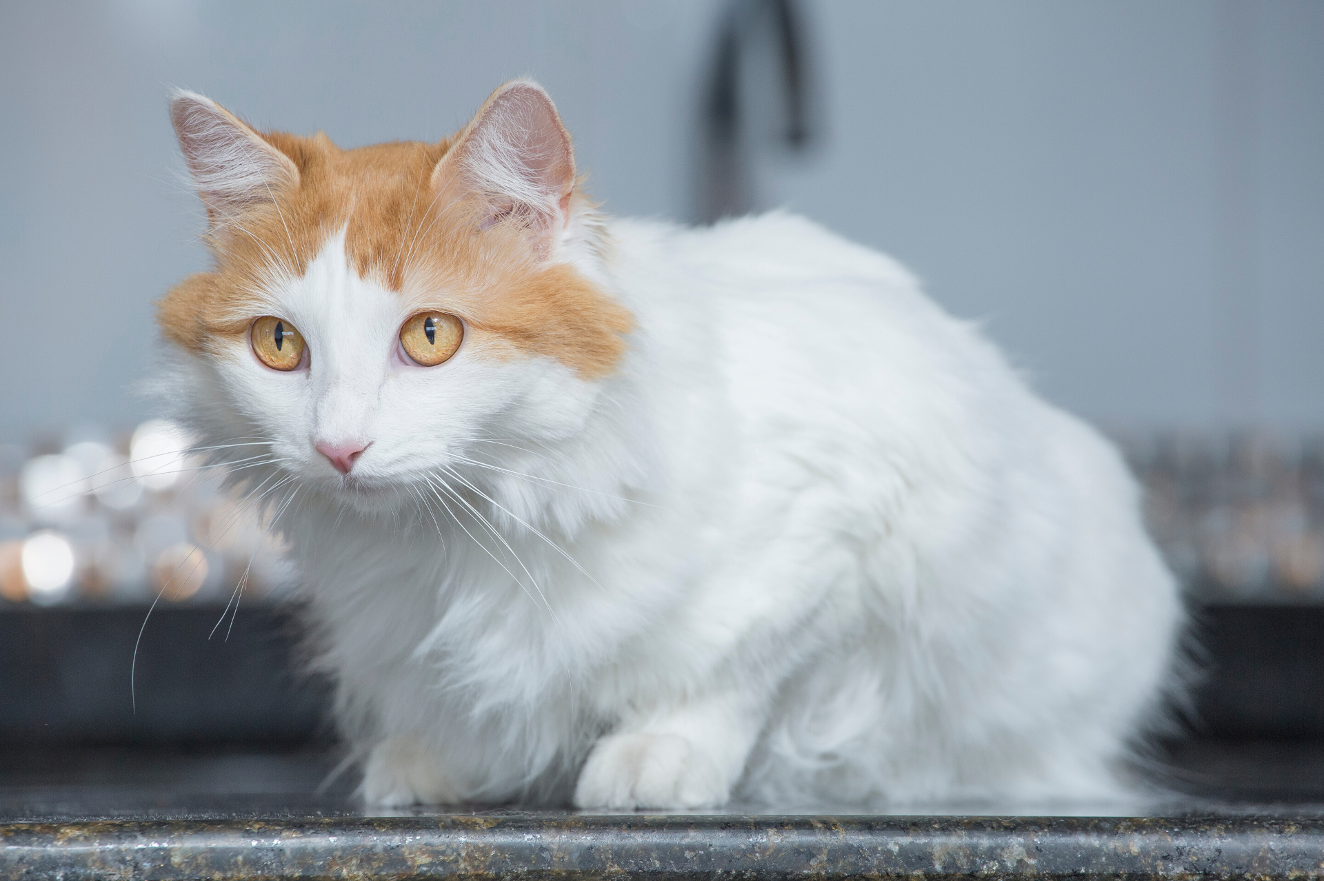 Ван кошки фото. Турецкий Ван кошка. Ван (турецкая кошка Ван). Турецкий Ван (van Kedisi) кошка. Трехцветная турецкая ангорская кошка.