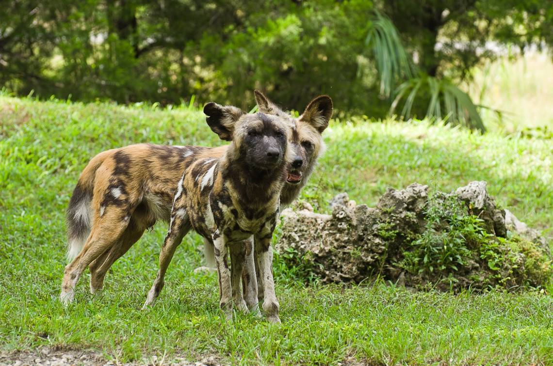 Африканская голая собака: характеристики породы, фото, характер, правила ухода и содержания