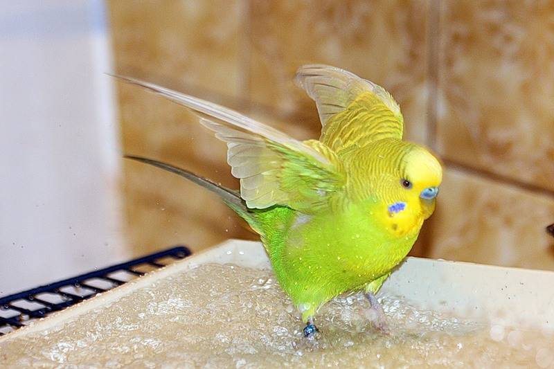 (обновлено) купалка для попугаев (волнистых, корелл, неразлучников, жако) своими руками: как сделать, установить и как приучить птицу