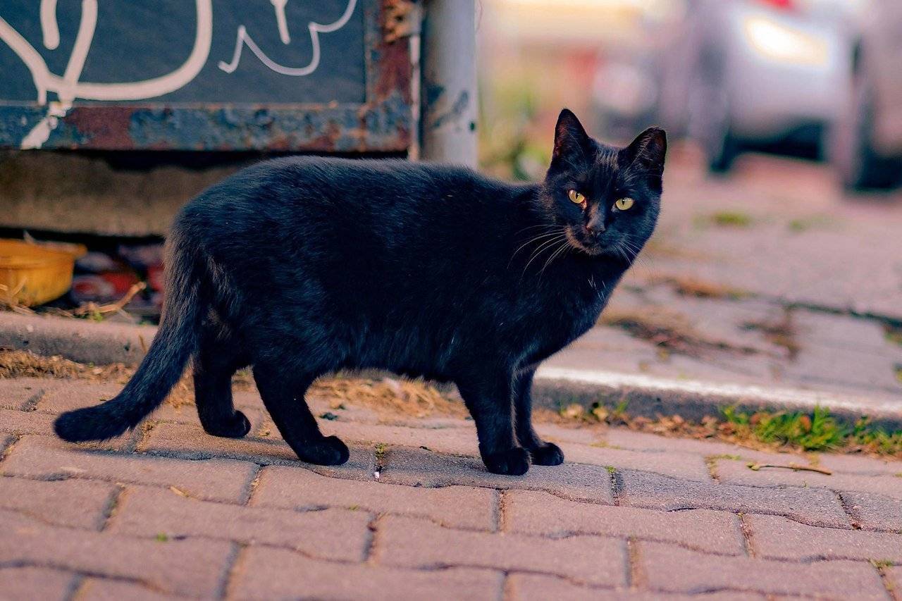 Народная примета «черный кот»