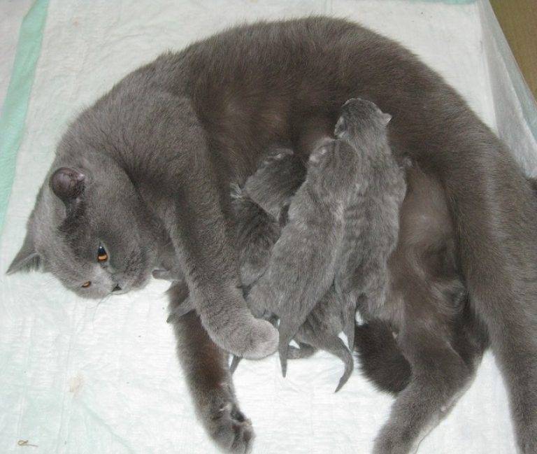 Беременность кошки: течение процесса и признаки по неделям