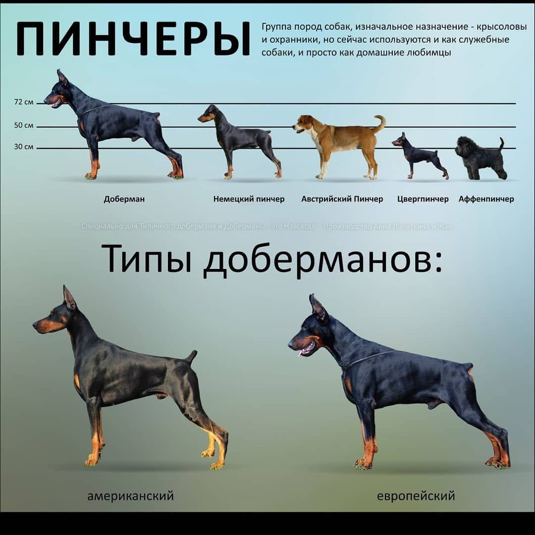 Все виды собак породы пинчер с фото