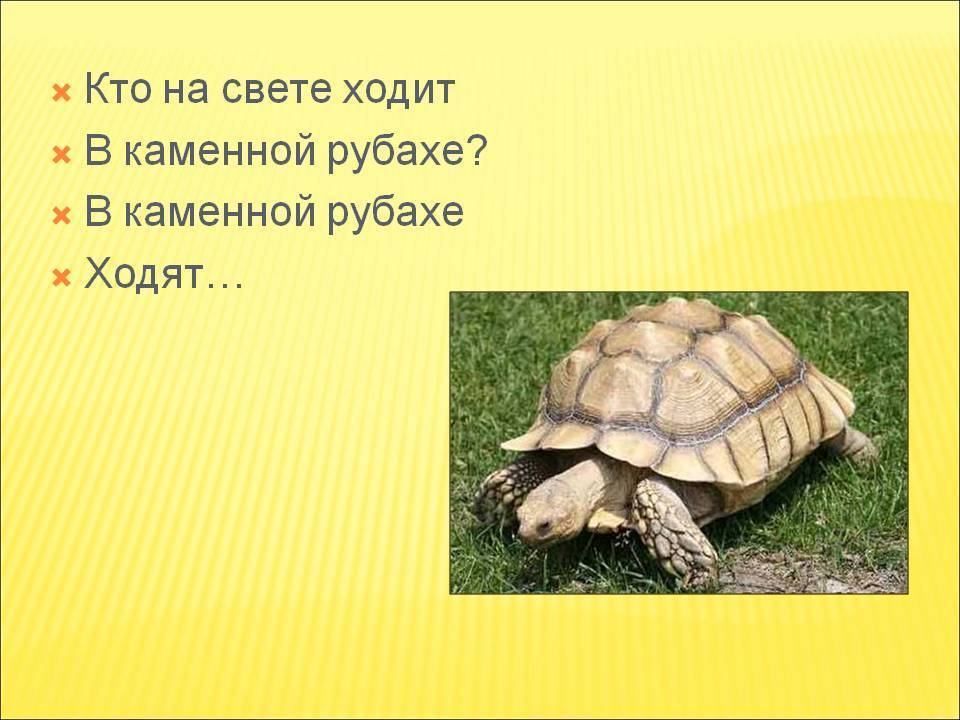 ᐉ как и чем дышат черепахи под водой и на суше, органы дыхания морских и сухопутных черепах - zoopalitra-spb.ru