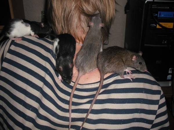 Как размножаются крысы – процесс спаривания и роды