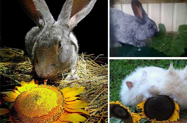 Можно ли давать кроликам ячмень и каким зерном можно кормить?