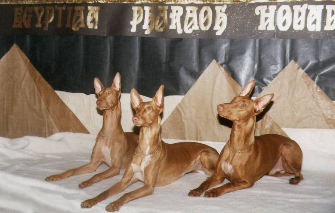 Фараонова собака — описание породы, характер