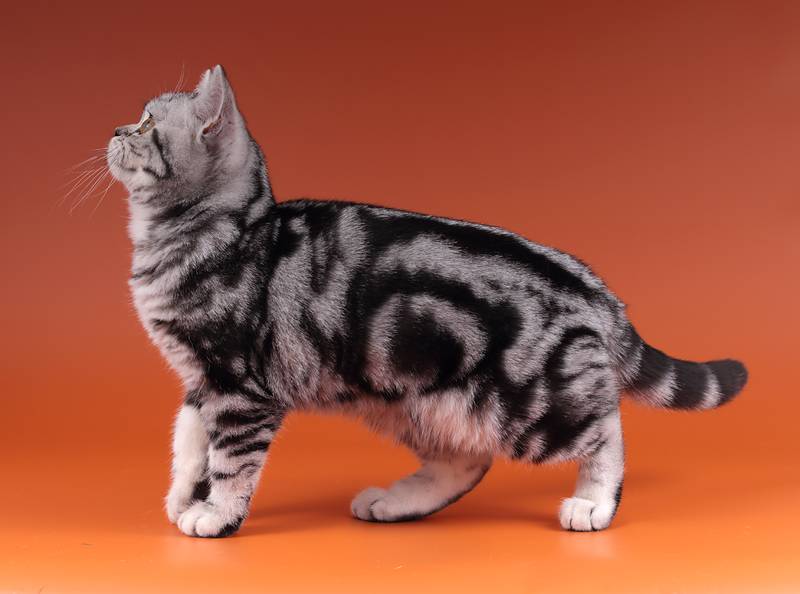 Варианты окрасов табби у различных пород кошек: черный, коричневый и другие цвета