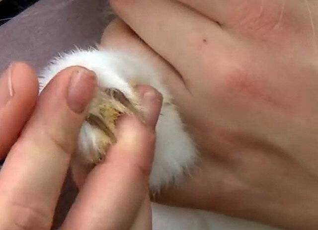 Как подстричь когти кролику. описание с видео и фото