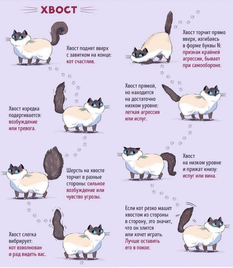Как понять вашего котенка
