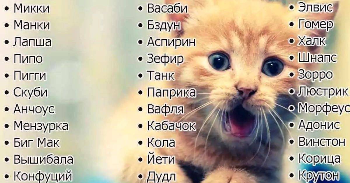 Китайские имена для котов