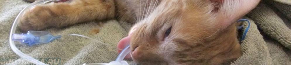Как долго кот отходит от наркоза после кастрации — отзывы