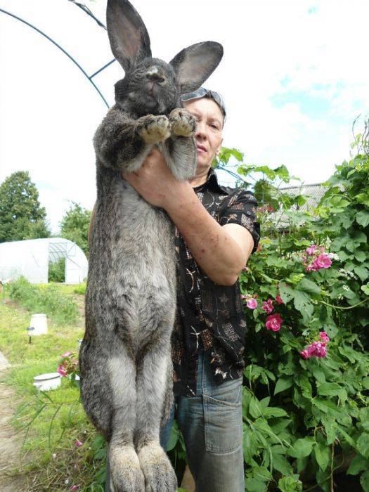 Порода кроликов ризен: как содержать гиганта?