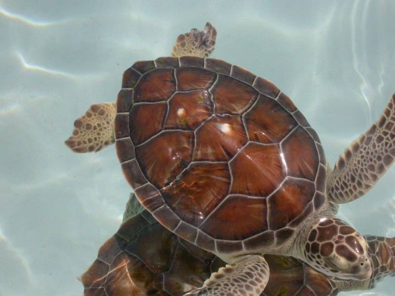 Менять воду черепахе. Морская черепаха. Морские черепахи домашние. Водные черепахи. Морская черепашка домашняя.