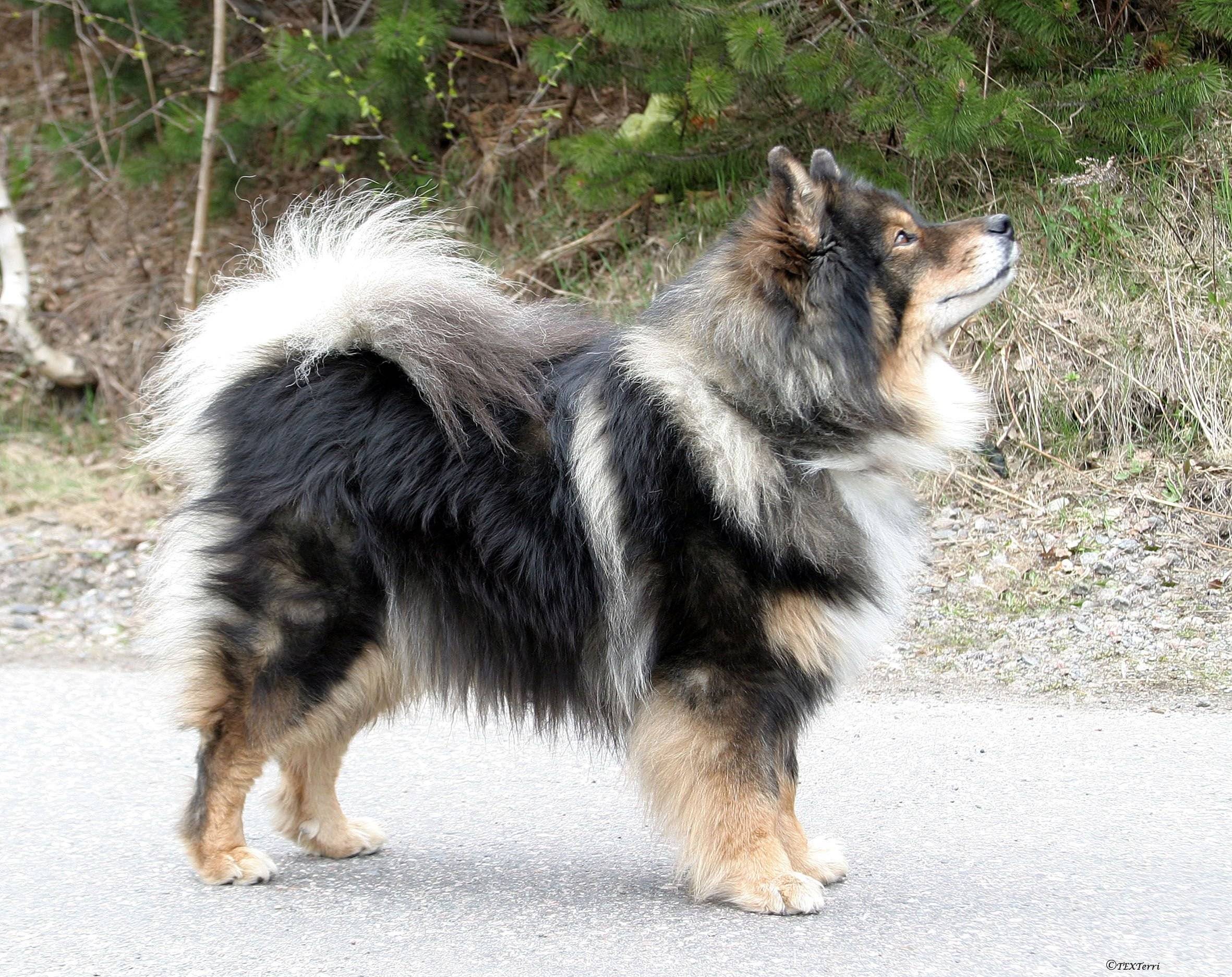 Ненецкая лайка – фото, описание породы, применение, цена щенка