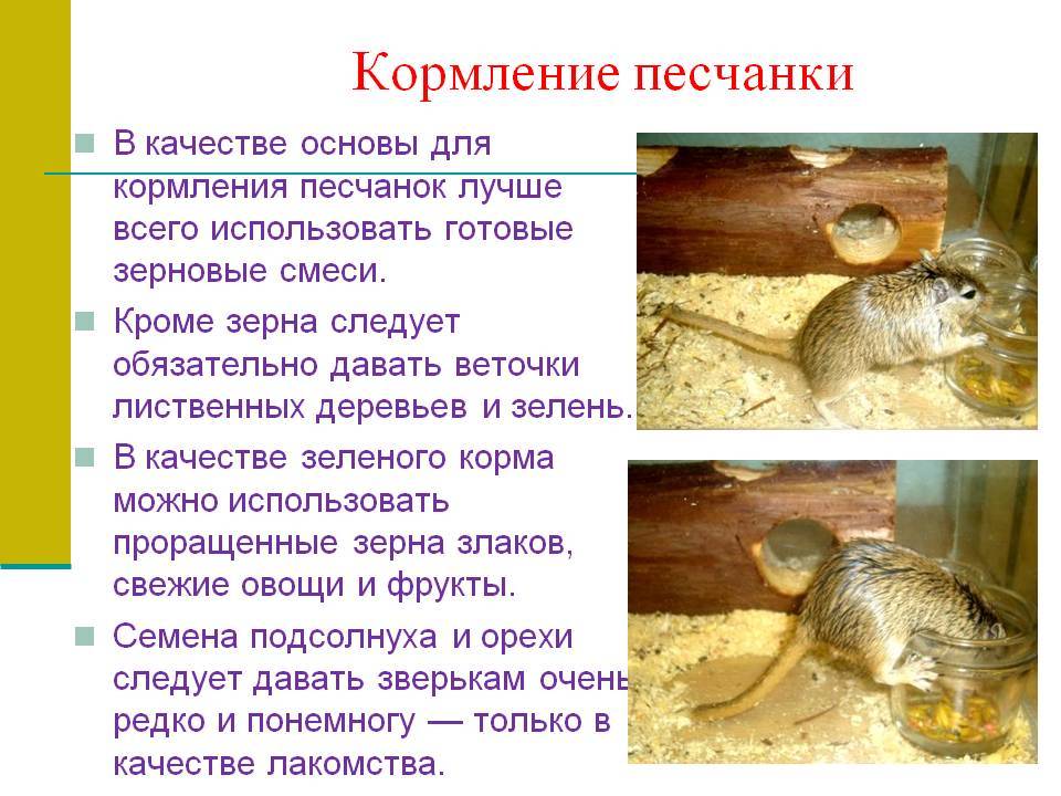 Песчанка мышь. образ жизни и среда обитания песчанки | животный мир