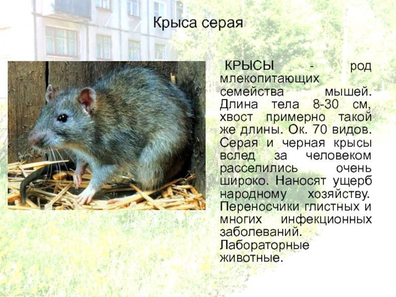 Маленький зверёк дома: сколько живут мыши?