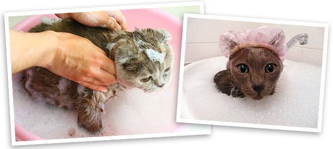 Котятам месяц можно купать. Мытье кошки. Помытый котенок. Шапочка для котов для купания. Купание кошки.