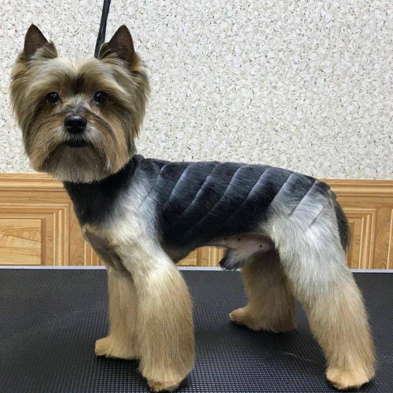 Как подстричь собаку: способы, инструменты и советы специалистов - animallist.ru