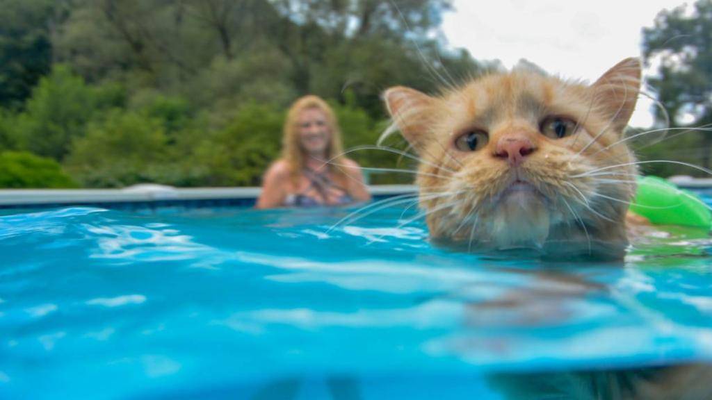 10 пород кошек, которые любят плавать | ваши питомцы