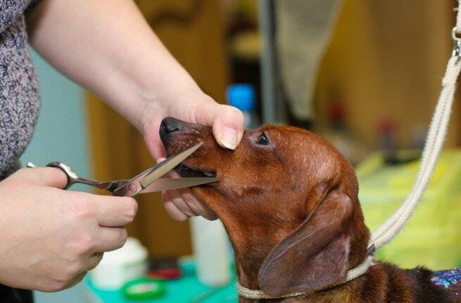 Можно ли собаке стричь усы | можно ли подстригать