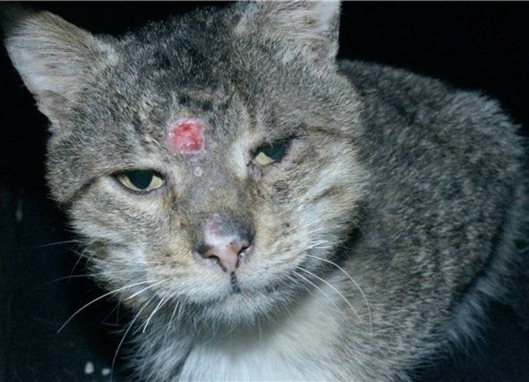 Микоплазмоз у кошек – описание, симптомы, лечение, профилактика