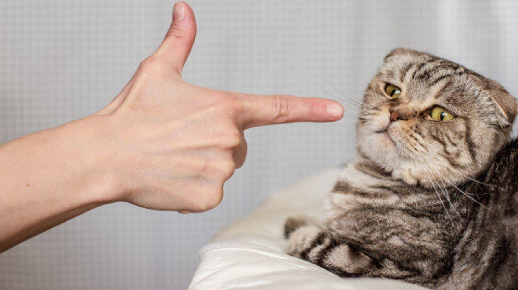 Как правильно наказывать кошку за плохое поведение? советы эксперта