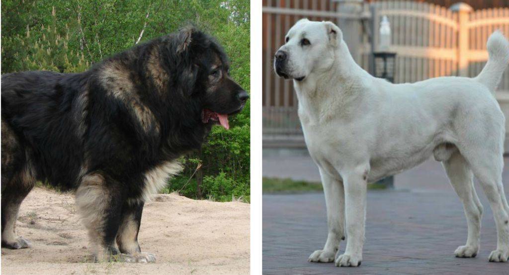 Волкодавы — породы собак с описанием, как они выглядят