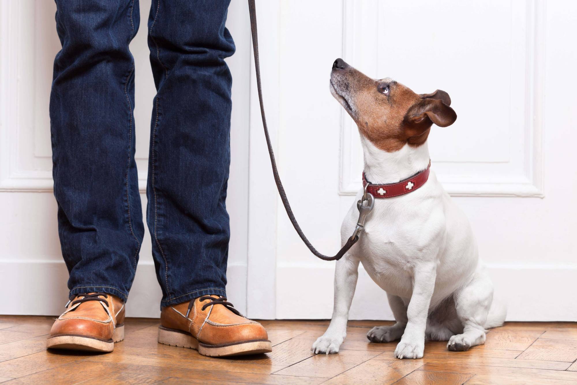Приучаем взрослую собаку к поводку: подробная инструкция | ваши питомцы