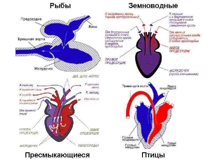 Сердечно-сосудистая и кровеносная система черепах