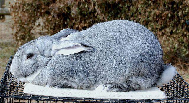Порода кроликов серый великан: описание, уход и размножение