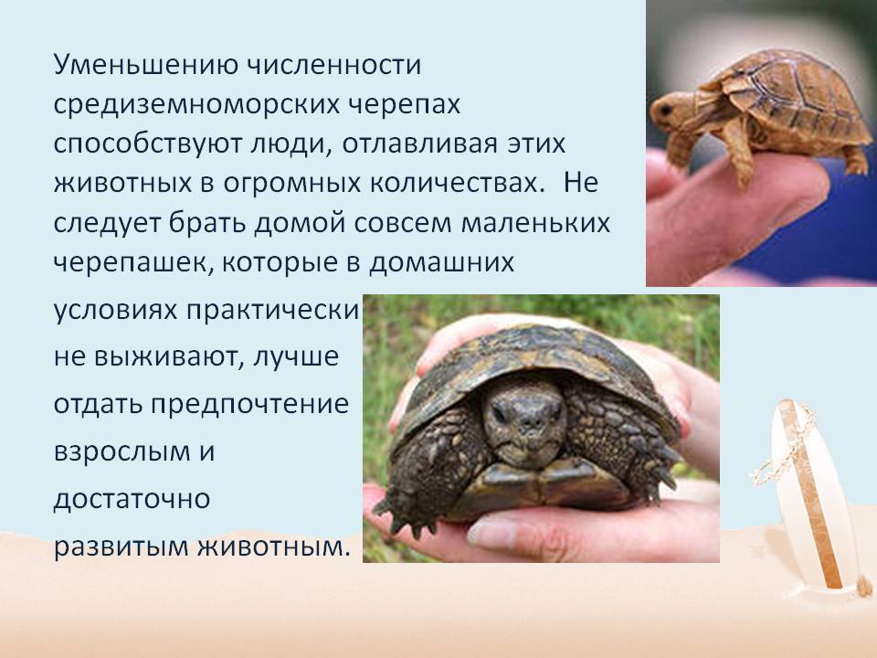 Редкие животные из красной книги россии и всего мира с фото