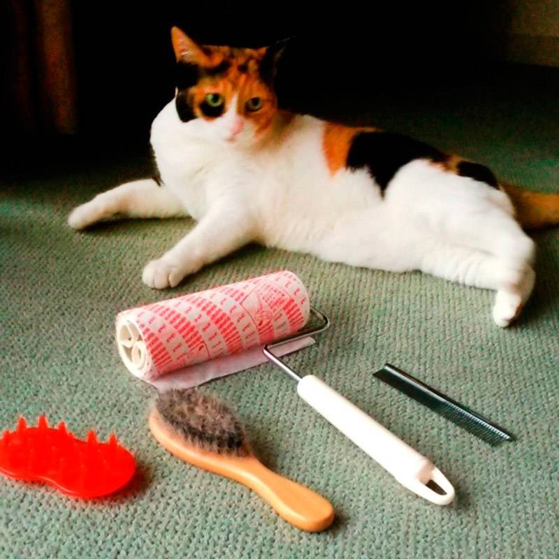 Как бороться с выпадающей шерстью кошек в квартире: съемные чехлы, вакуумные приспособления, липкие помощники, влажная уборка, быстрое избавление от линьки кошек