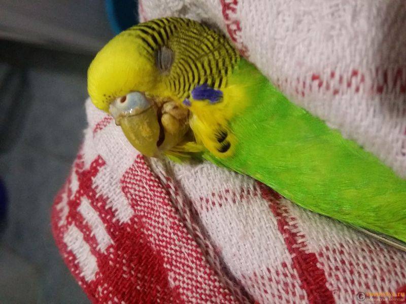 Cколько спят волнистые попугаи?