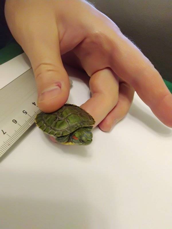 Как разбудить и вывести черепаху из спячки в домашних условиях
